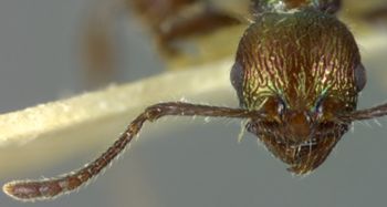 Media type: image;   Entomology 21004 Aspect: head frontal view